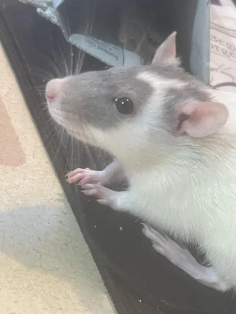 this is touie short for ratatouille and he loves to walk on keyboards so comment and he’ll reply