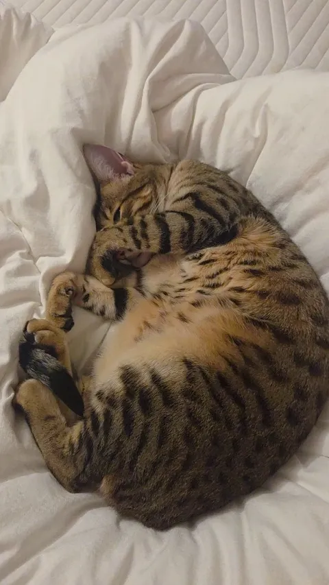 Everytime i try to change the bed sheets...