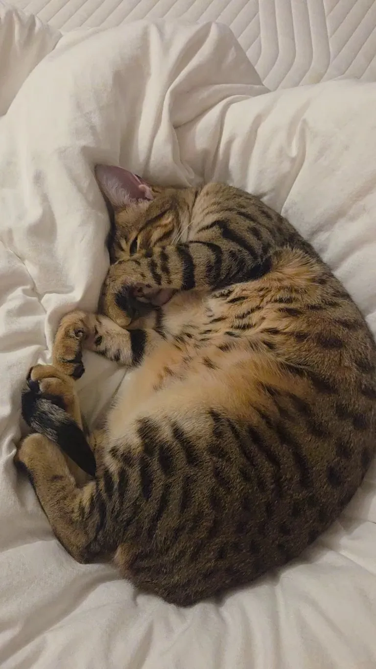 Everytime i try to change the bed sheets...