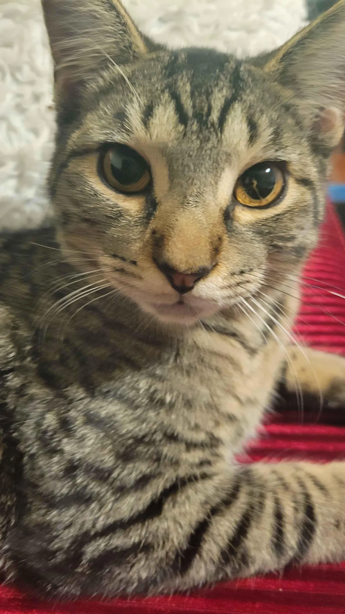 My cat's eye has a crack in it