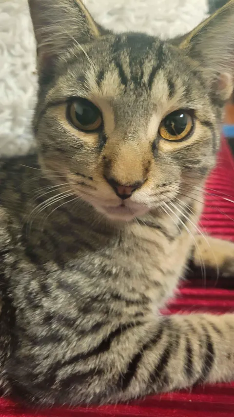 My cat's eye has a crack in it