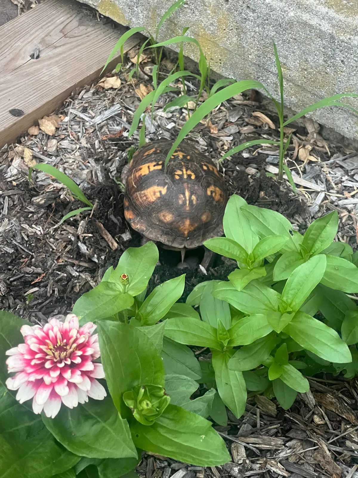 UPDATE!!! Eastern Box Turtle eggs in the Zinnia garden hatched.