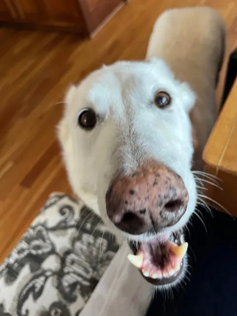 Sweet angel man I got to dog sit this week 💞