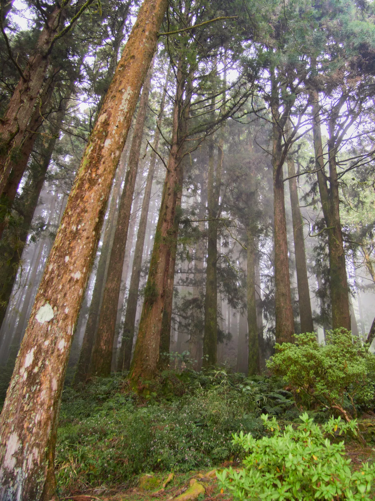 Taiwan - dense beauty