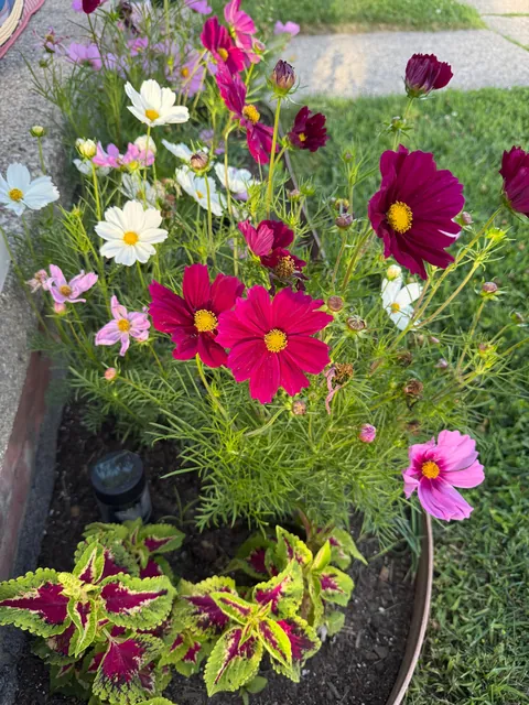 Cosmos are GORGEOUS!