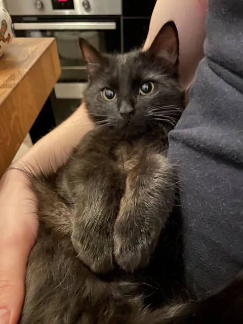 This is Lollipop, she wanted to say Hi