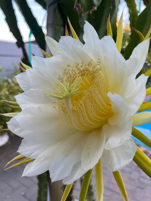 Such beauty - Costa Rica Dragon Fruit Flowers