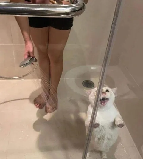 "Betrayed. Bamboozled. Bathed against my will." 😾💦