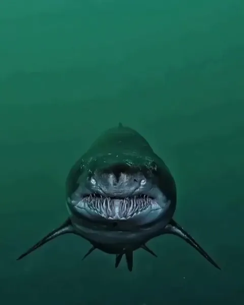 A closer look at ragged-tooth shark.