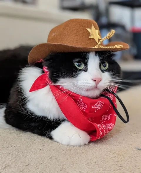 Fastest Meow in the West