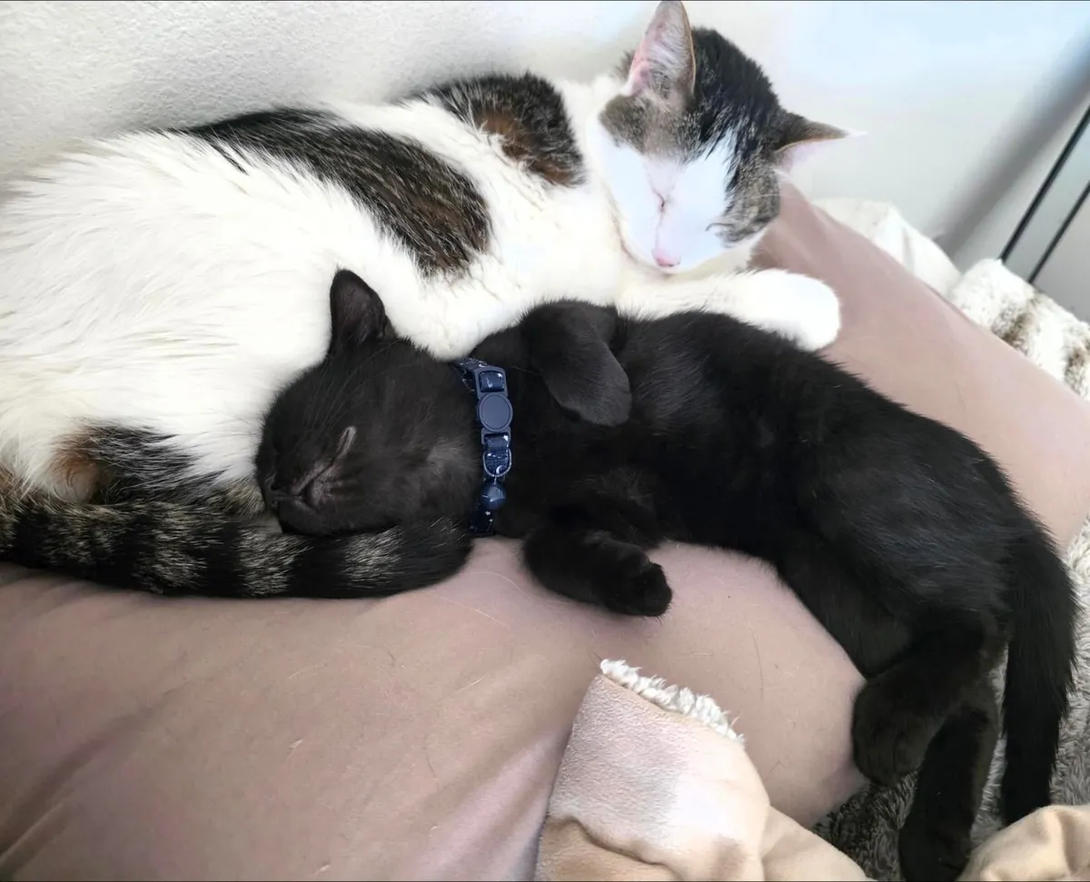 This is Oswald, my first void 🖤 I adore him and just wanted to share him with y'all