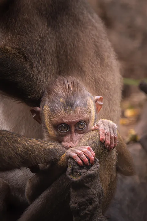 11 Countries. 5 Months. Overlanding West Africa - From the Sahara to the Rainforest  [OC]