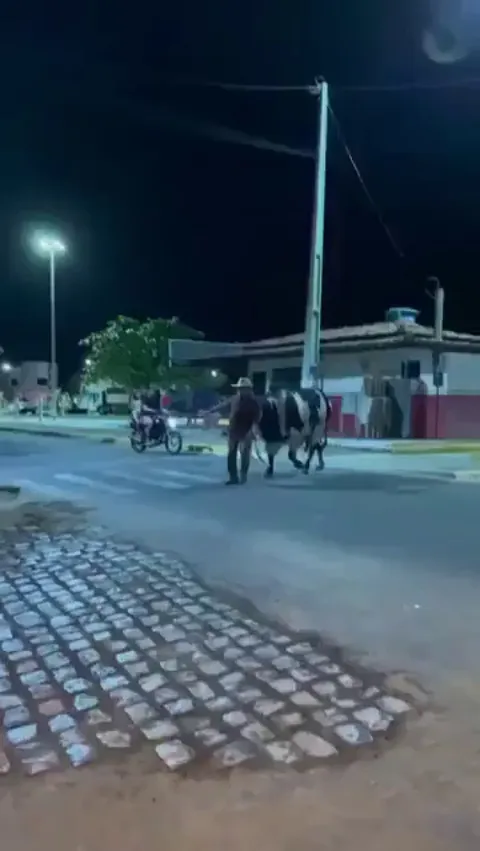 A Bull in Brazil taking his drunk owner Home