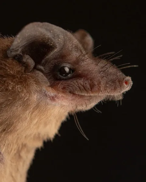 🔥Bats come in different sizes and shapes 🔥