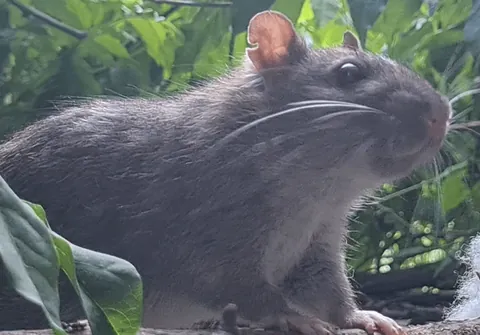 I photographed my wild garden rats