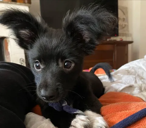 Bat ears🦇🦇🦇