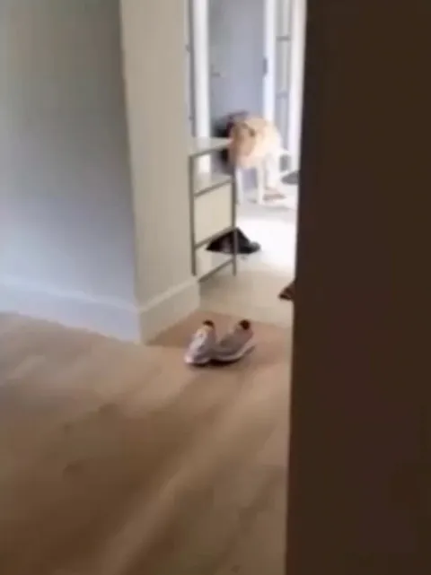 Dog's favorite part of the day is when he receives pets from the mailman though the letterbox