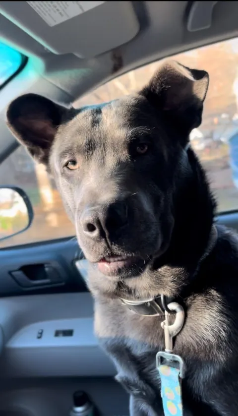 My 8.5mo gorillabear dog 