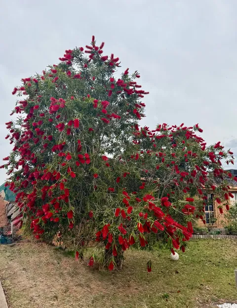 Bottlebrush blooms