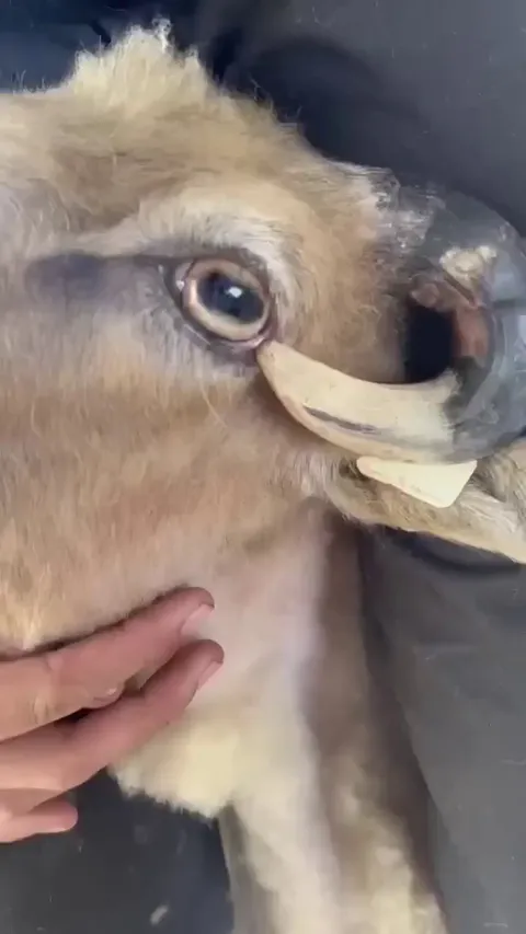 The bros trimmed the horn that was dangerously too close to the eyes