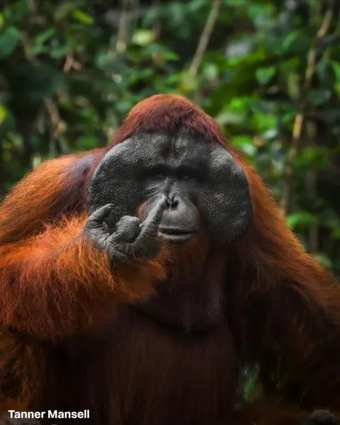 The finalists for the 2026 Nikon Comedy Wildlife Awards have officially been announced, bringing together some of the funniest and most perfectly timed moments from the animal kingdom