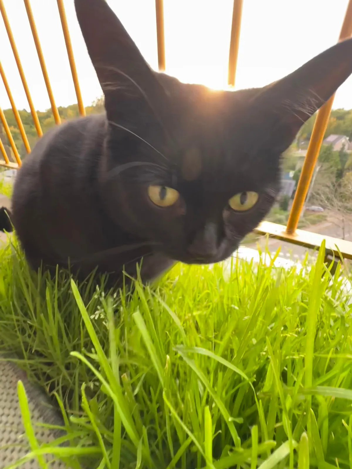 My cat was eating grass on the balcony