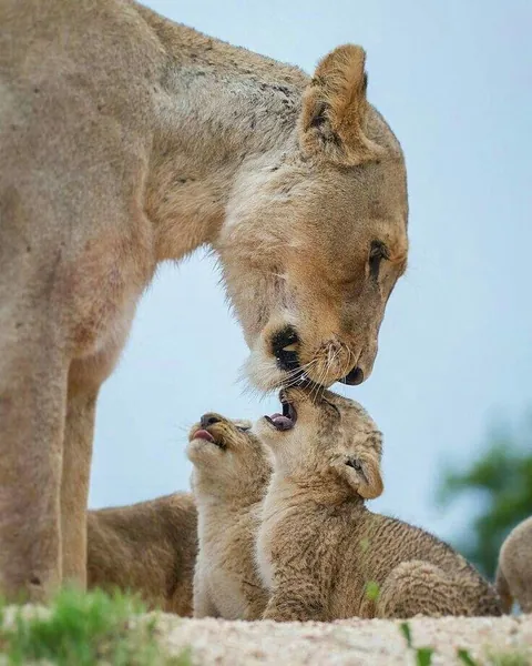 Mother's love 🥰🥰