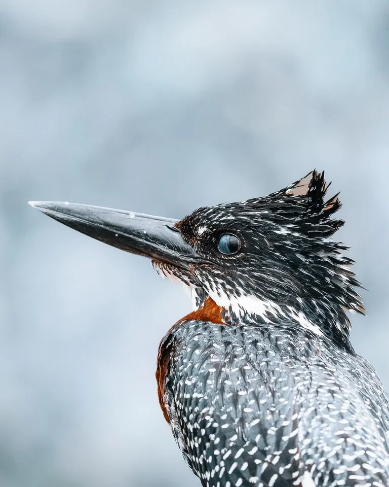 We spent a month in South Africa for our honeymoon. And we'd do it again. 