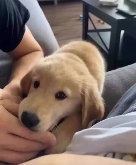 Puppy hears its own bark for the first time
