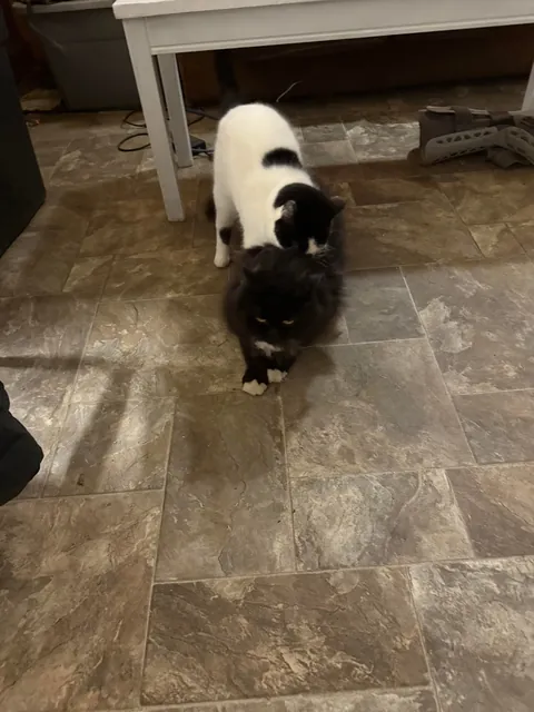 Pazuzu bugging Murphy, even when he tries to get away.