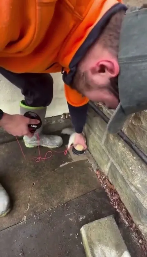 Ferrets are trained and used to help pull electrical wiring through hard-to-reach places.