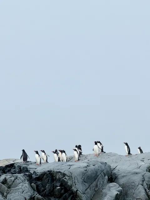 10 days in Antarctica: Wildlife, the Drake Passage and what the expedition was like [OC]