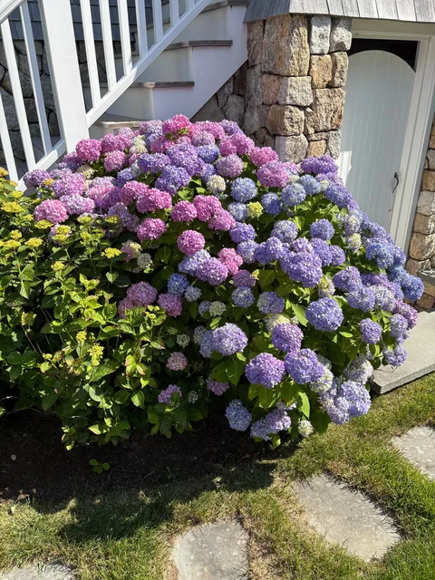 My mom’s hydrangea down the cape! Happy 4th to those who celebrate!