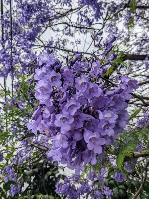 Jacaranda flowers