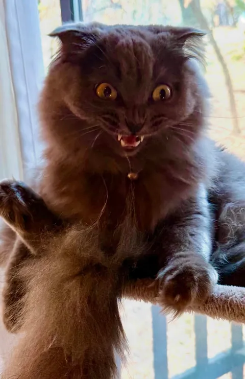 WHAT EVEN IS THIS THING