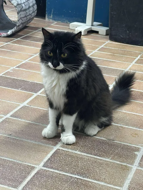 Apollon from our shelter is the most hilarious cat we have right now. He always makes really awkward faces like he can’t believe what he’s seeing. I love him.