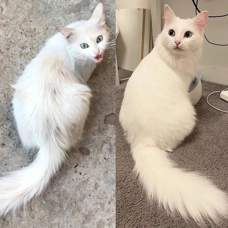 I rescued the cat off the street. Photos before and after. One year difference. :)