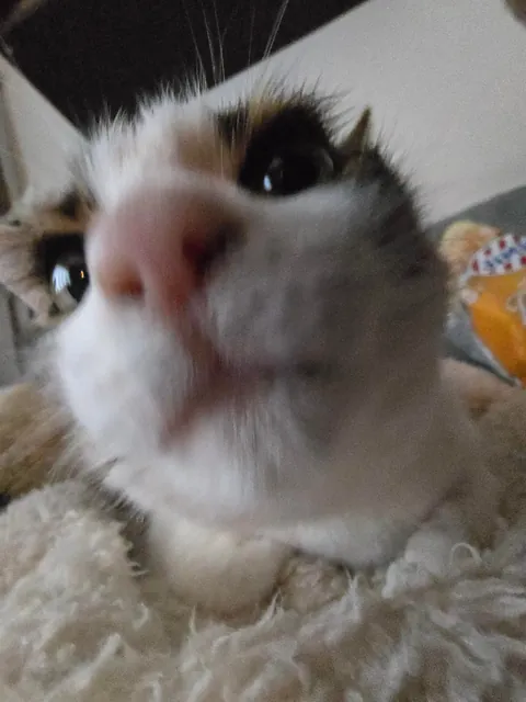 Is it okay to only send these types of pictures if you catsit?