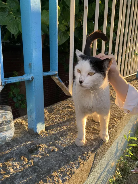 Local Neighborhood Tyrant