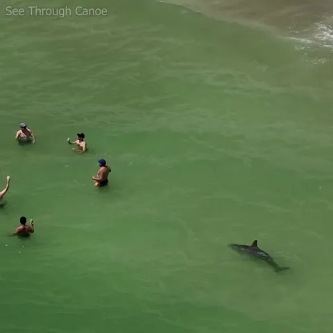 🔥 The Fear is real, but the Danger is not. Dolphin must have a sense of humor. St Petersburg, Florida