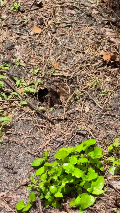 Toads making big holes in garden?