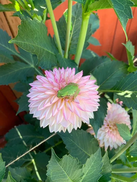 These silly guys have been a highlight of my summer 🐸