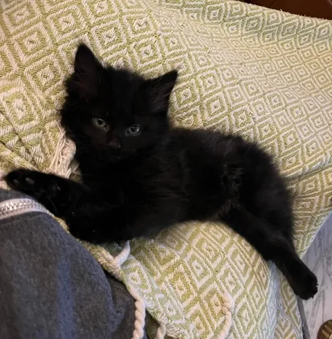 Is there anything cuter than a baby void?