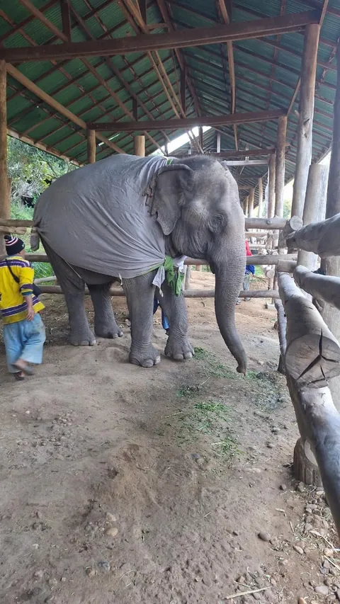 Chiang Mai Elephants need some extra clothing to keep warm in this cold weather. 