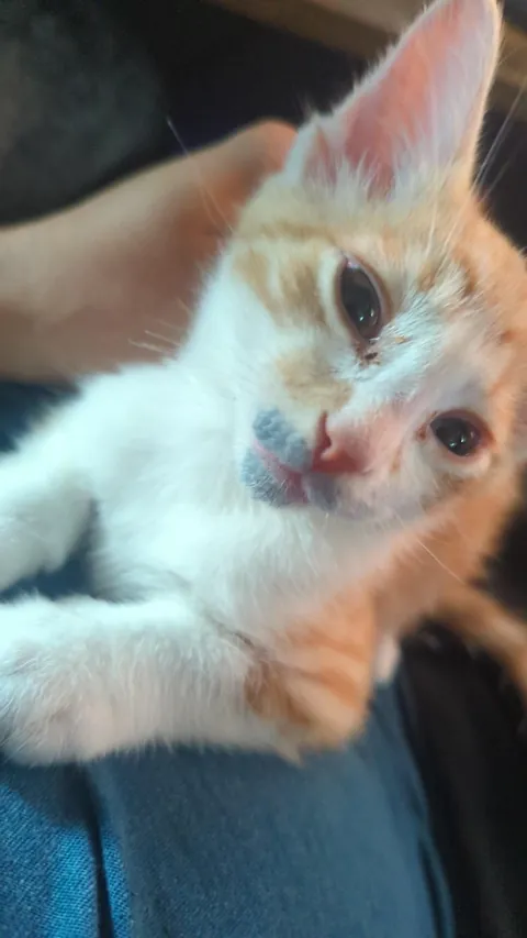 My kitten found a wax cube burner and put his face in it. What do I do?