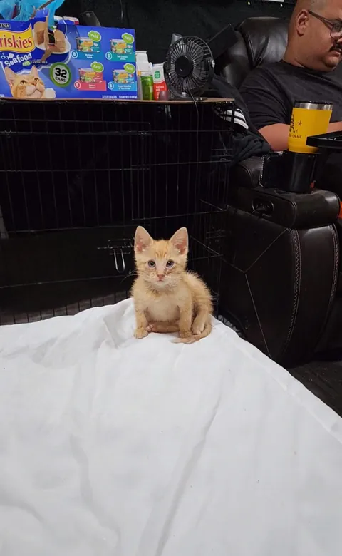 Why does she sit like a pitbull?