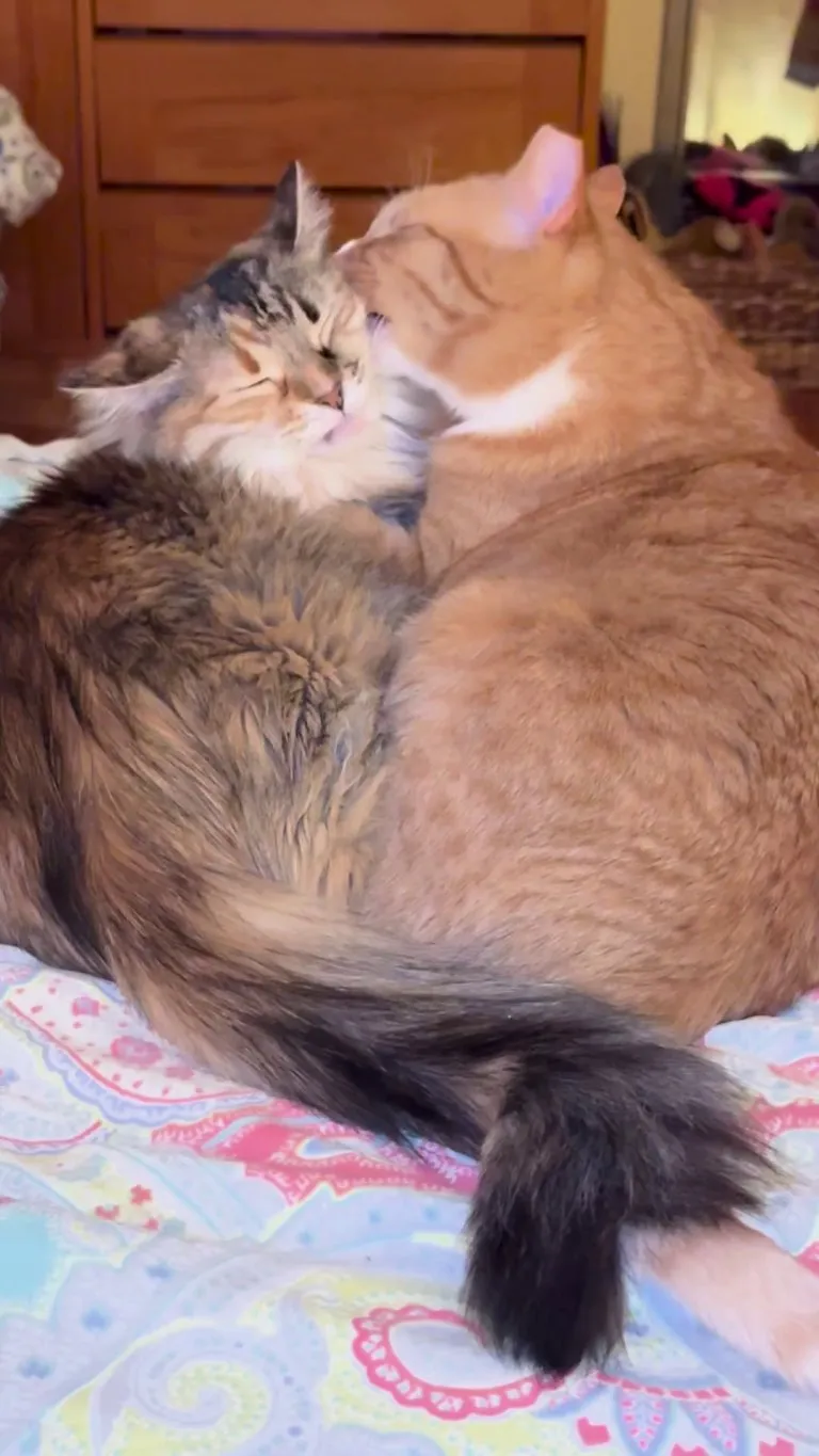 Nora and Ed grooming each other