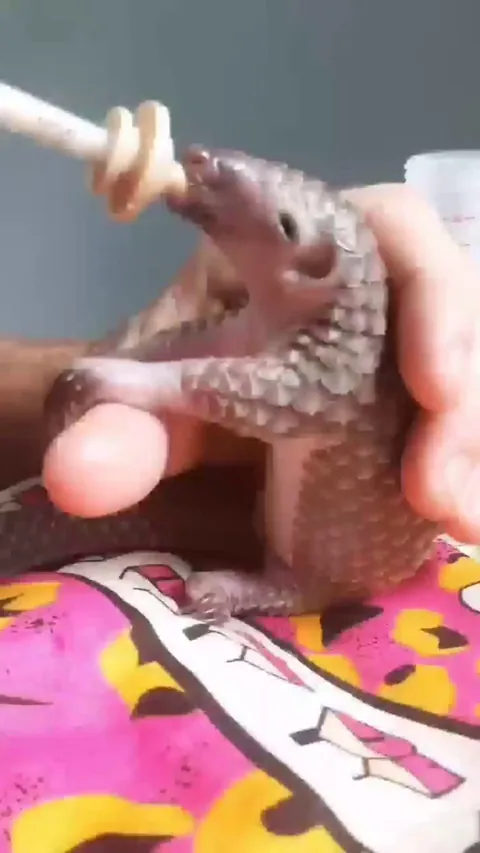 Feeding tiny orphaned pangolin pup at the rescue centre