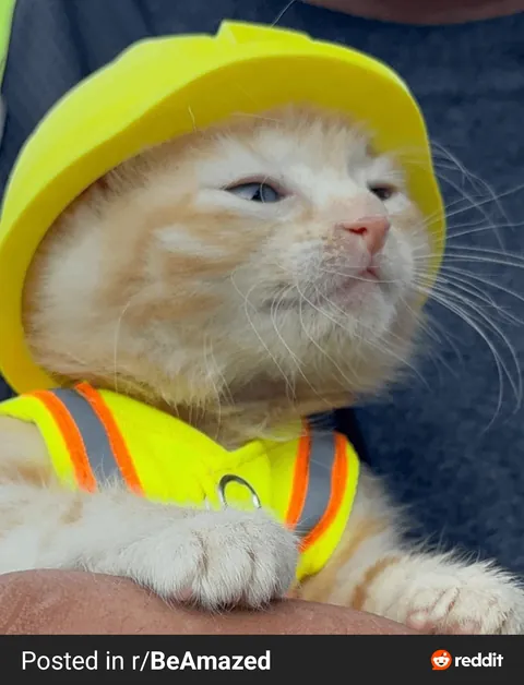 Construction Kitty!