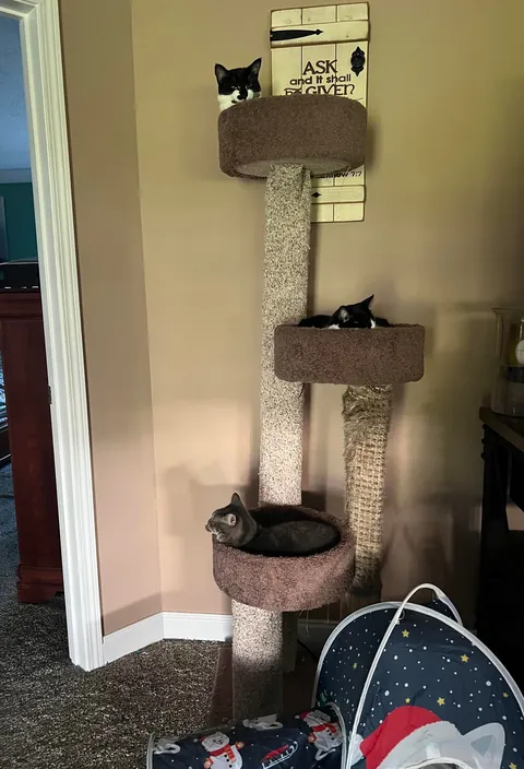 My mother passed in July. We took her beloved cat in. Meet Girl.